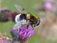 Eristalis intricaria